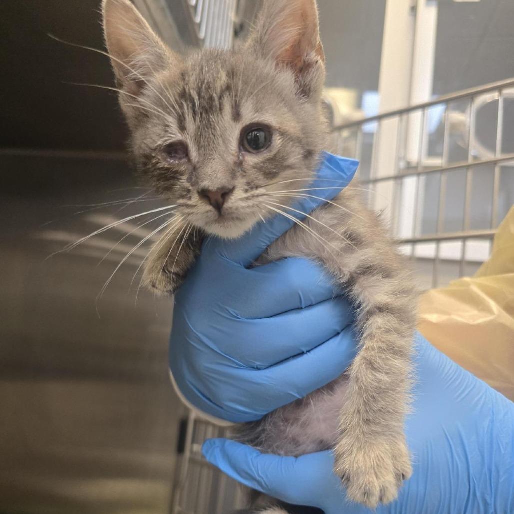Oat Milk, a Adoptable Domestic Short Hair in Los Angeles, CA image 1/2