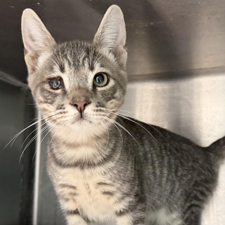 Oat Milk, a Adoptable Domestic Short Hair in Los Angeles, CA image 2/2