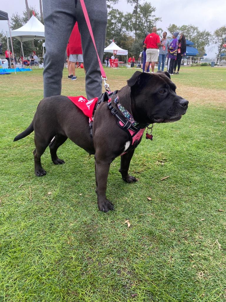 Bella, Adoptable, Adult Female Pit Bull Terrier.