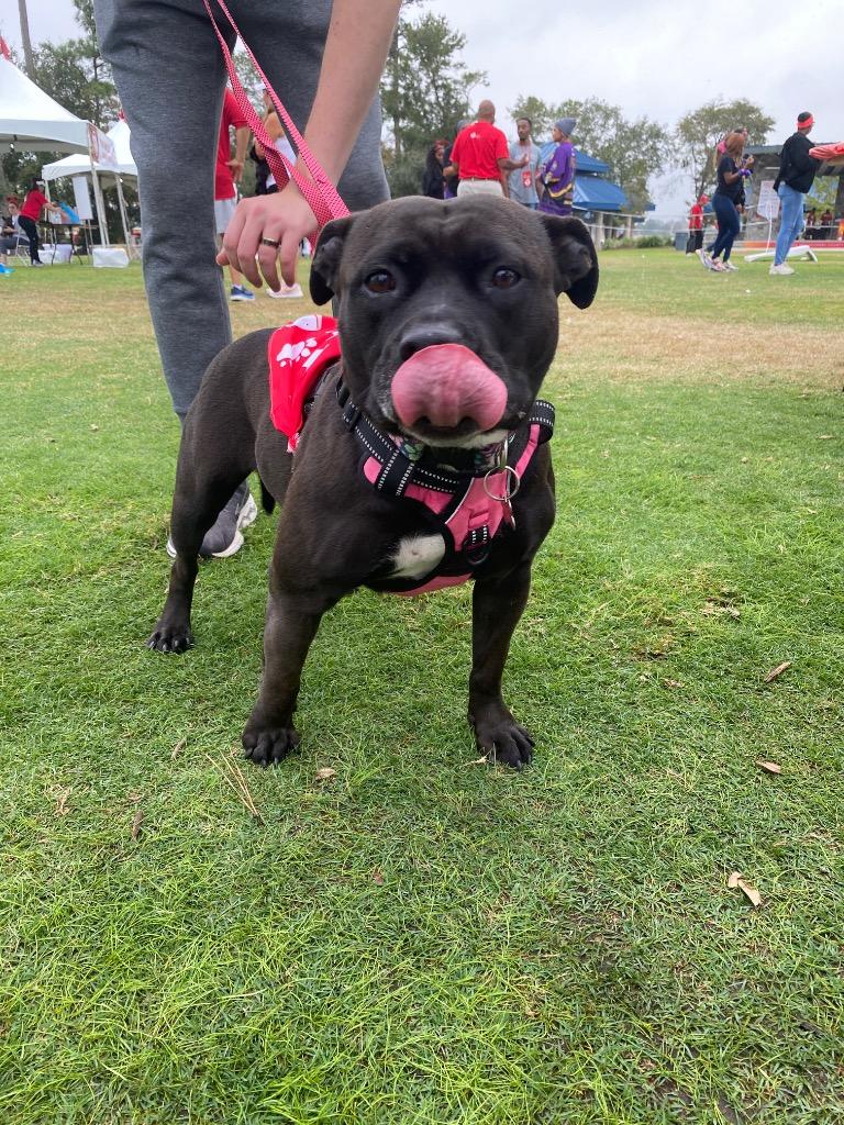 Bella, Adoptable, Adult Female Pit Bull Terrier & Mixed Breed.