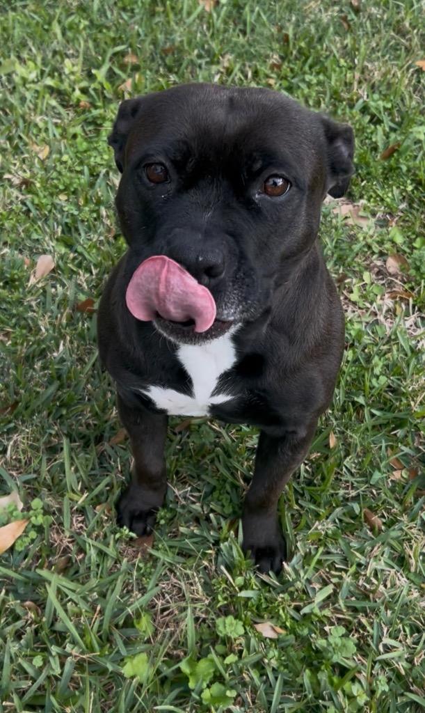 Bella Sonora, a Adoptable mixed breed in Spring, TX image 2/6