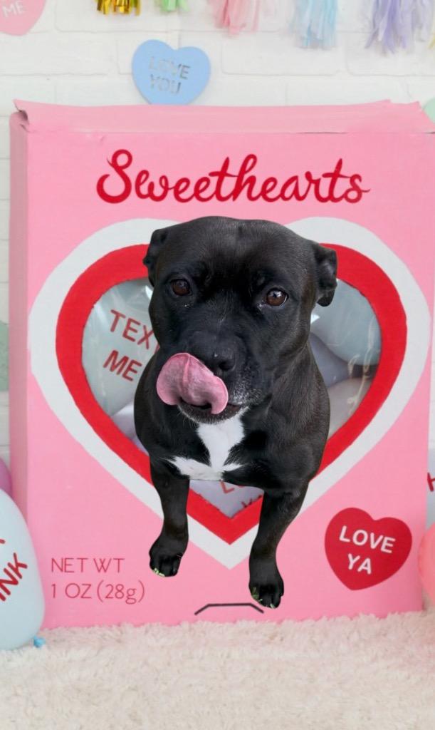 Enlarge Bella, a Adoptable Pit Bull Terrier in Spring, TX image 2/6