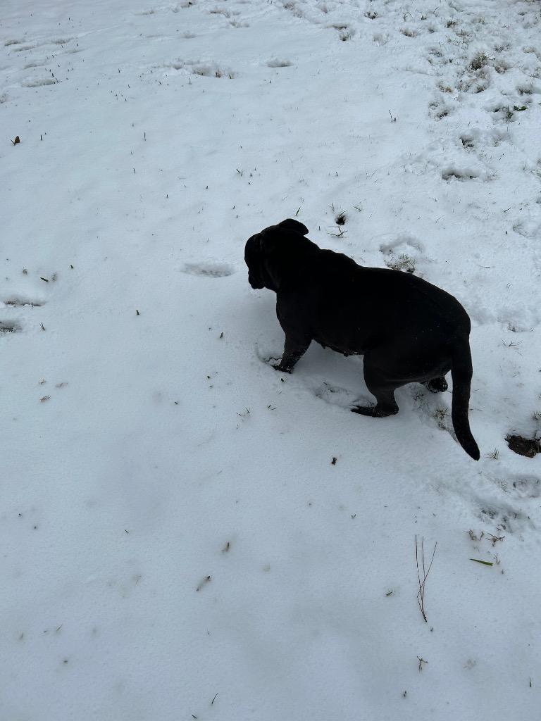 Enlarge Bella, a Adoptable Pit Bull Terrier in Spring, TX image 2/6