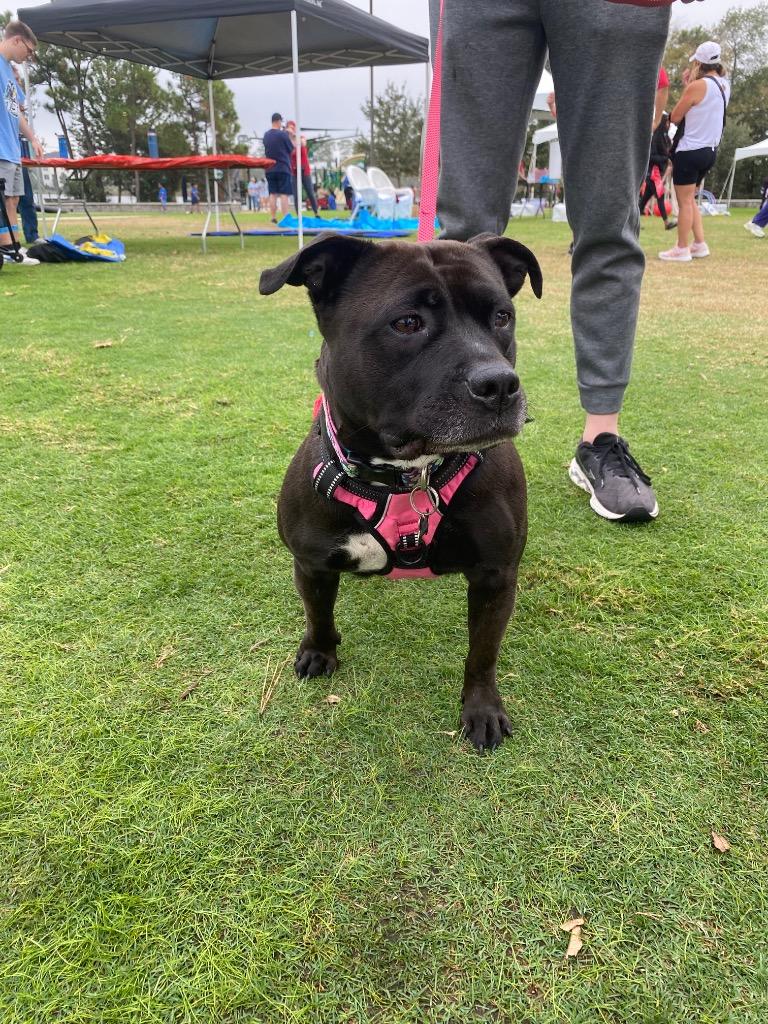 Bella, a Adoptable mixed breed in Spring, TX image 4/6