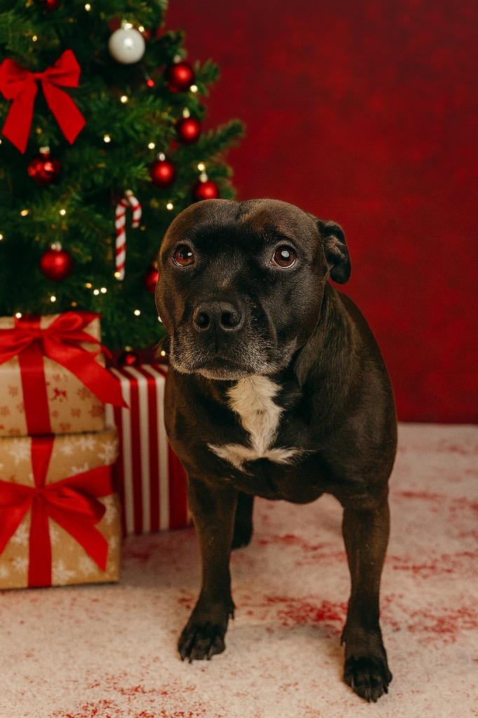 Enlarge Bella, a Adoptable Pit Bull Terrier in Spring, TX image 4/6