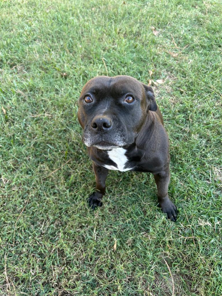 Bella, a Adoptable mixed breed in Spring, TX image 6/6