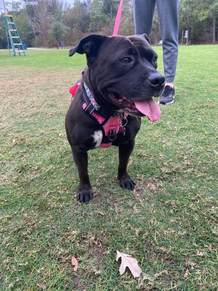 Enlarge Bella, a Adoptable Pit Bull Terrier in Spring, TX image 5/6