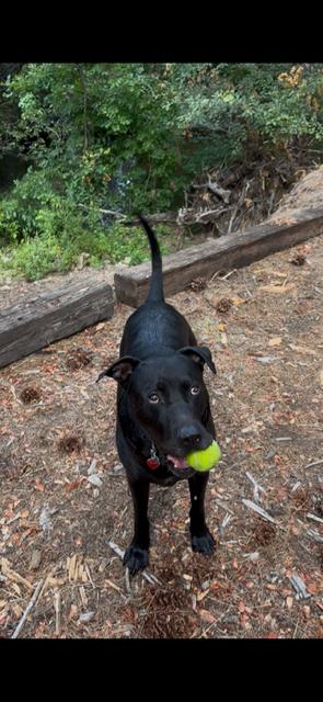 Buddy Bear, Adoptable, Young Male Black Labrador Retriever.