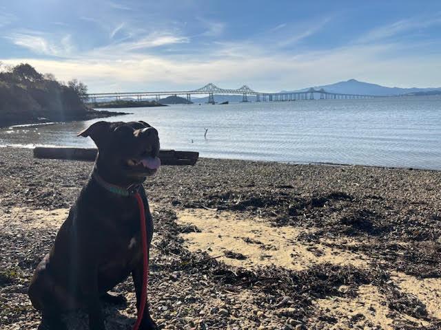 Enlarge Buddy Bear, a Adoptable Black Labrador Retriever in McArthur, CA image 2/2