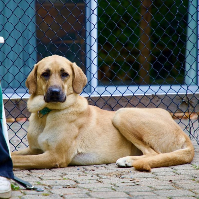 Ms. Survivor Hopper ( Tripaw), Adoptable, Young Female Yellow Labrador Retriever & Anatolian Shepherd.