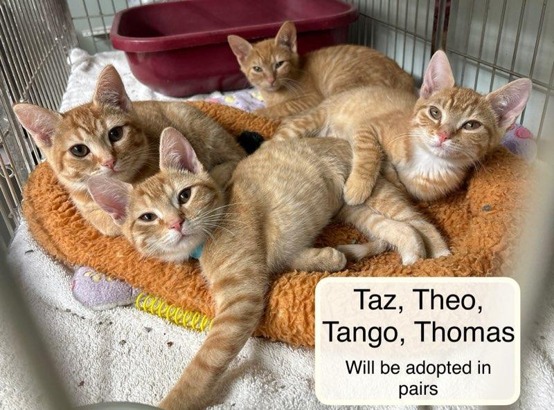 Enlarge Theo bonded with Thomas, an adopted Domestic Short Hair in Ellicott City, MD image 3/6