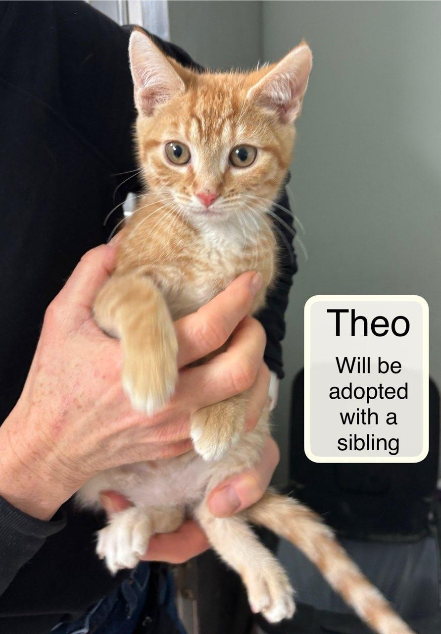 Theo bonded with Thomas, adopted, Kitten Male Domestic Short Hair.