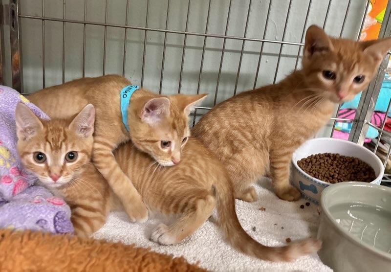 Enlarge Theo bonded with Thomas, an adopted Domestic Short Hair in Ellicott City, MD image 6/6