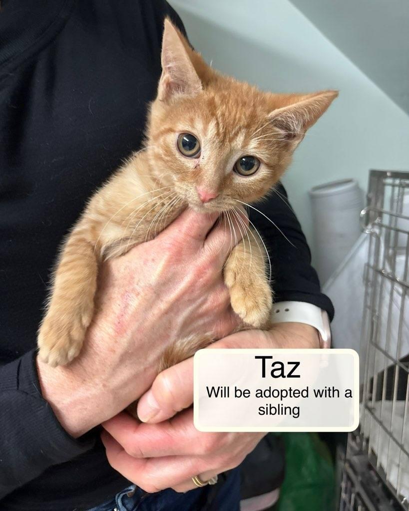 Enlarge Theo bonded with Thomas, an adopted Domestic Short Hair in Ellicott City, MD image 5/6