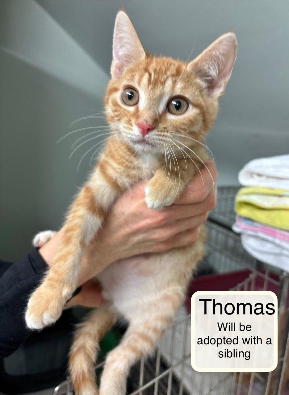 Enlarge Theo bonded with Thomas, an adopted Domestic Short Hair in Ellicott City, MD image 2/6