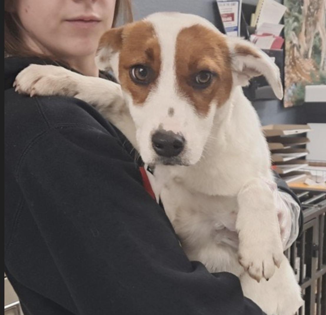 Tracy, ADOPTABLE, Puppy Female Australian Cattle Dog / Blue Heeler.