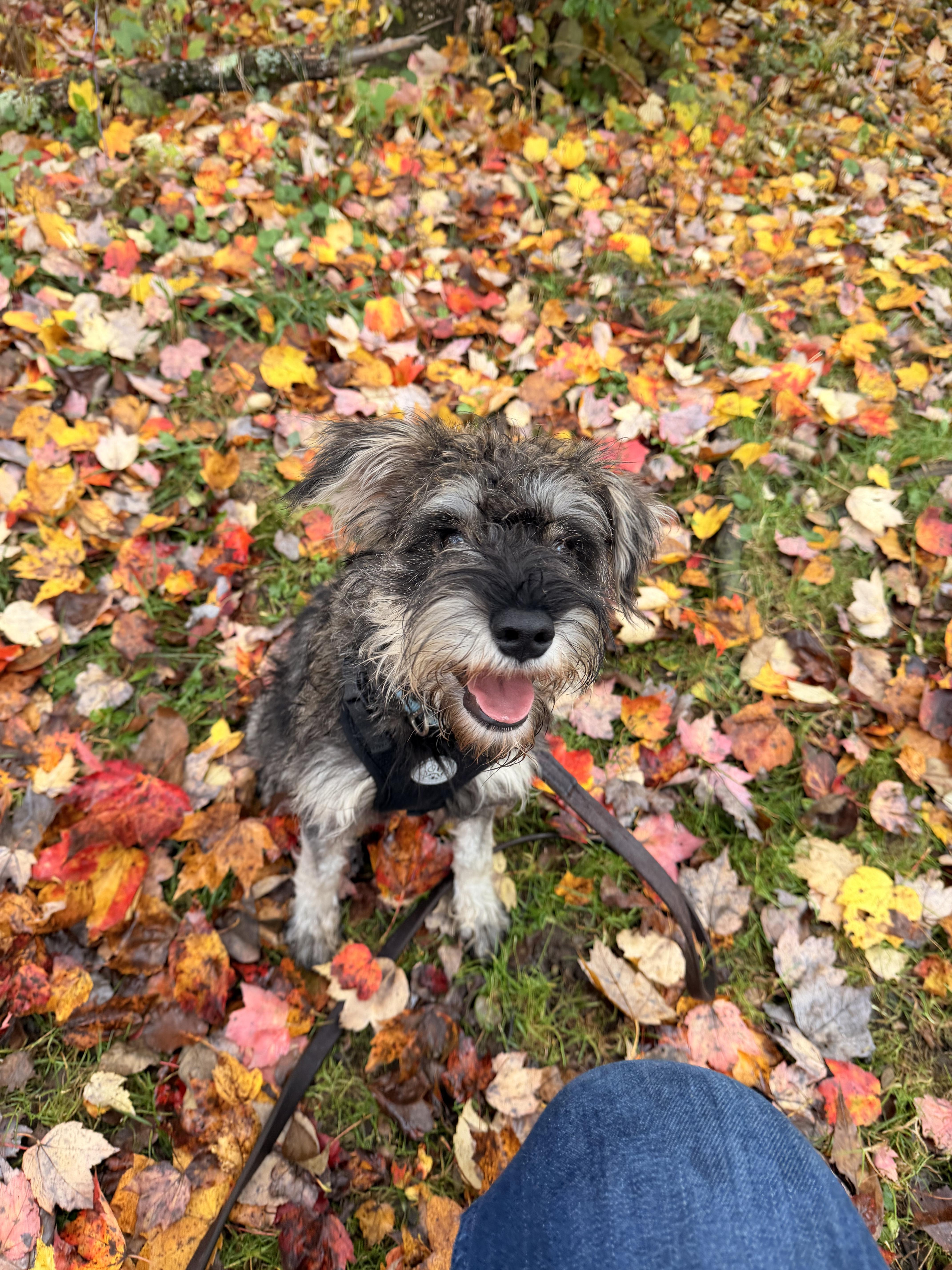 Enlarge Mochi, a Adoptable mixed breed in Honesdale, PA image 2/2
