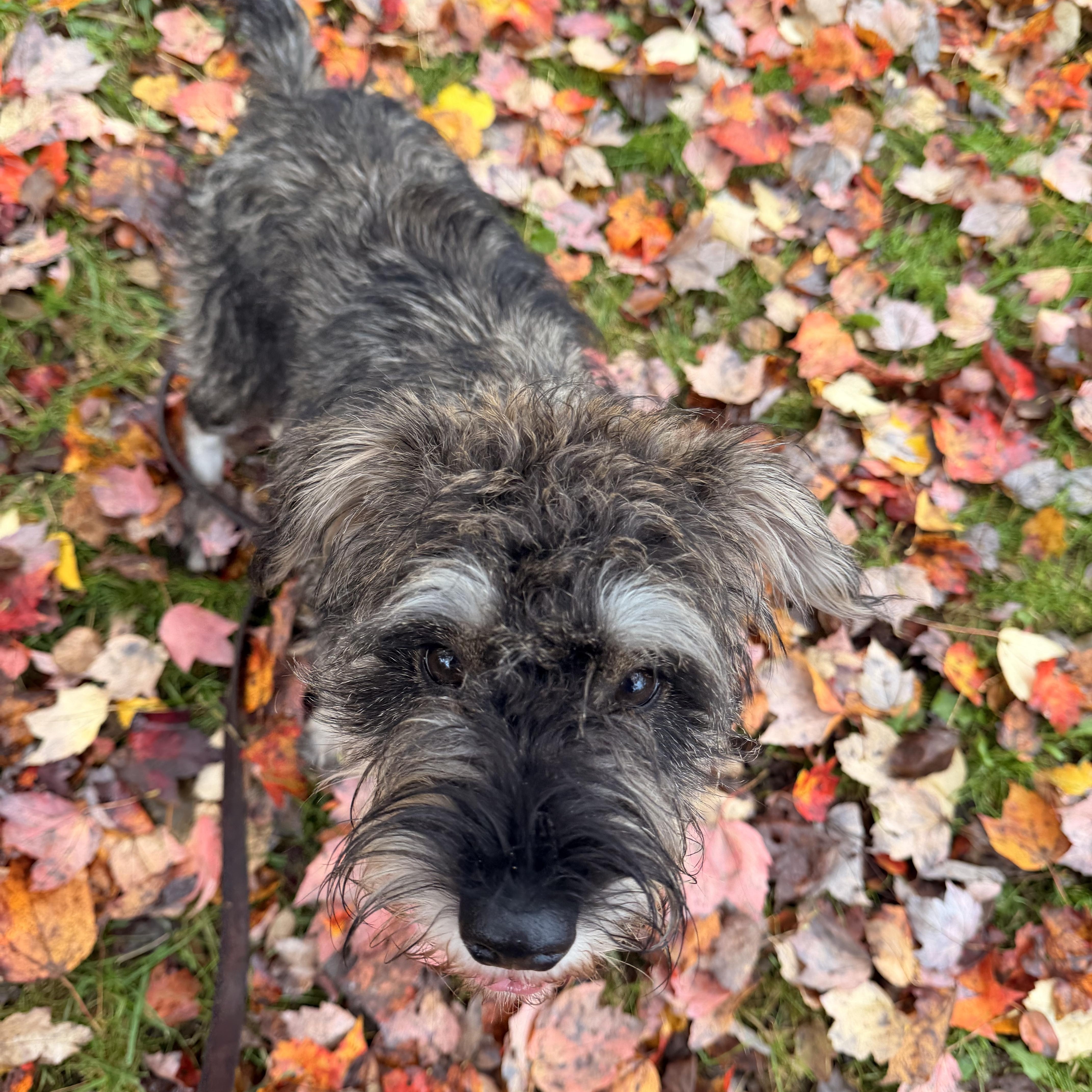 Enlarge Mochi, a Adoptable mixed breed in Honesdale, PA image 1/2