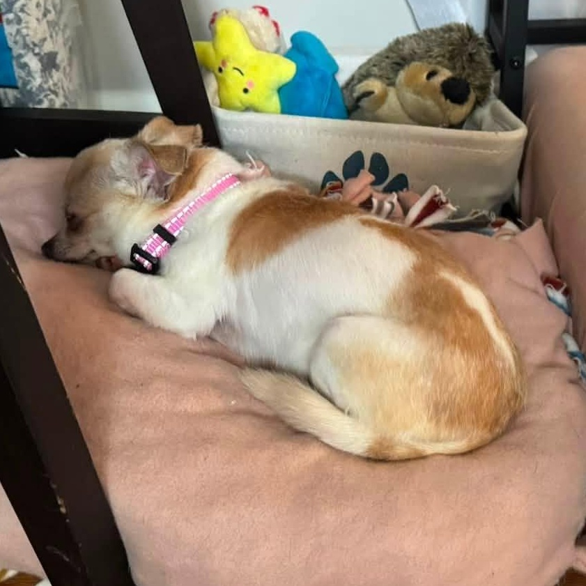 Enlarge Misty, a Adoptable Chihuahua in Rockville, MD image 5/5