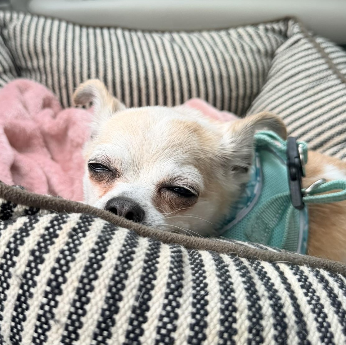 Enlarge Misty, a Adoptable Chihuahua in Rockville, MD image 4/5