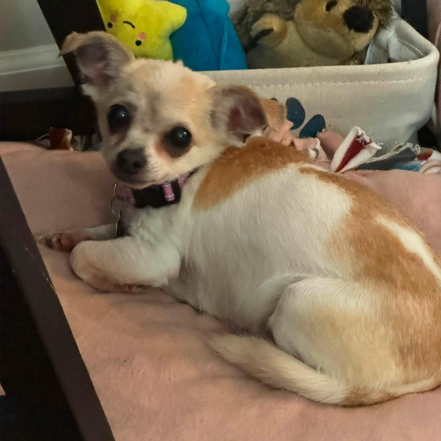 Misty, Adoptable, Senior Female Chihuahua.
