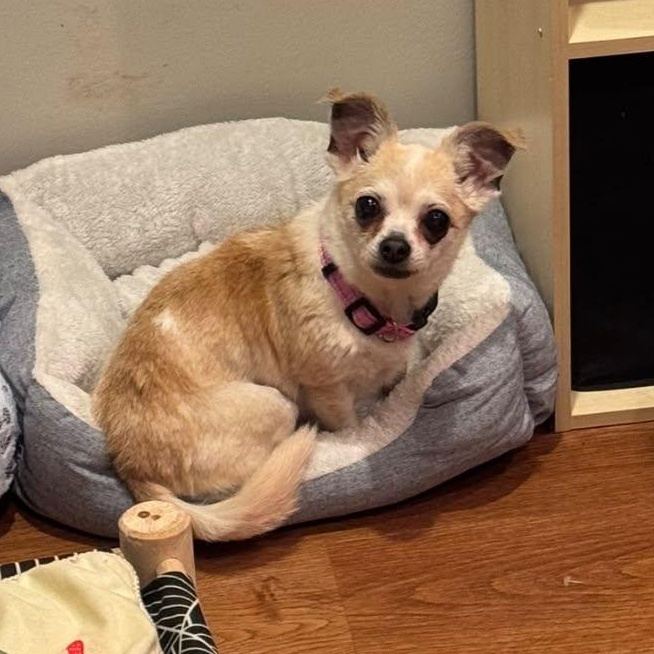 Enlarge Misty, a Adoptable Chihuahua in Rockville, MD image 2/5