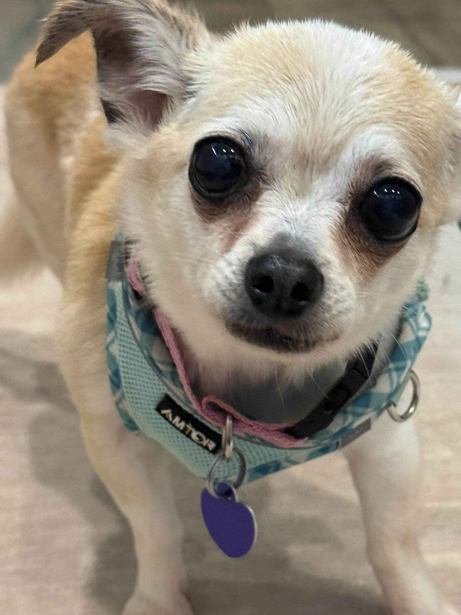 Enlarge Misty, a Adoptable Chihuahua in Rockville, MD image 3/5