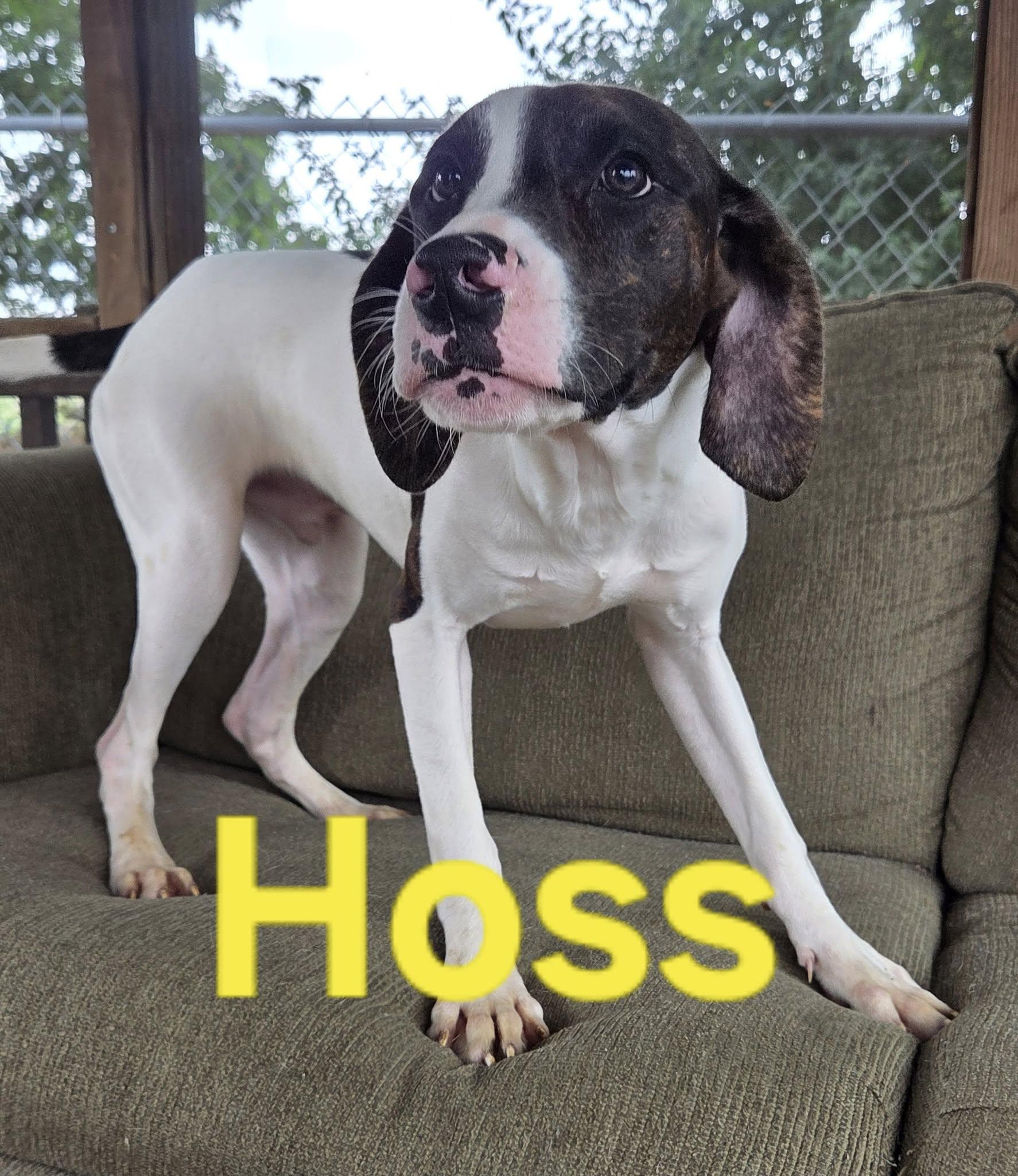 Hoss and Hunter