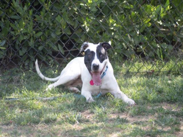 AMARYLLIS**, Adoptable, Young Female Terrier & Mixed Breed.