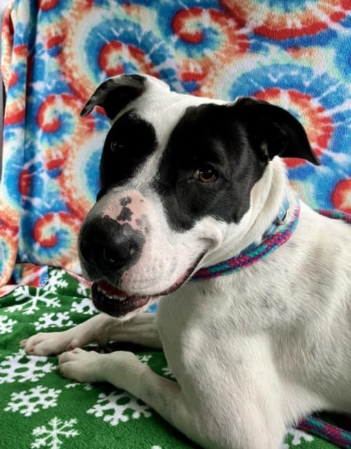 AMARYLLIS**, Adoptable, Young Female Terrier & Mixed Breed.