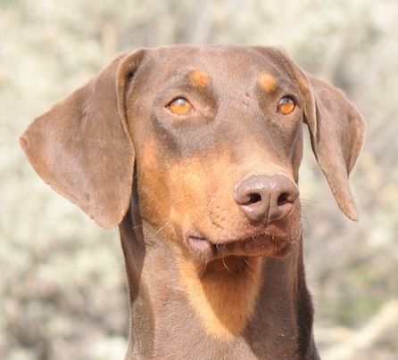 Enlarge Rocky, a Adoptable Doberman Pinscher in Tehachapi, CA image 1/3