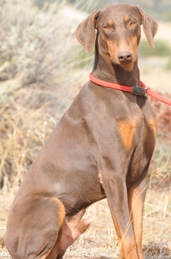 Enlarge Rocky, a Adoptable Doberman Pinscher in Tehachapi, CA image 2/3