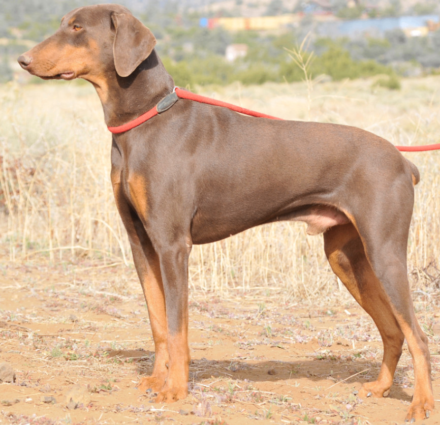Enlarge Rocky, a Adoptable Doberman Pinscher in Tehachapi, CA image 3/3
