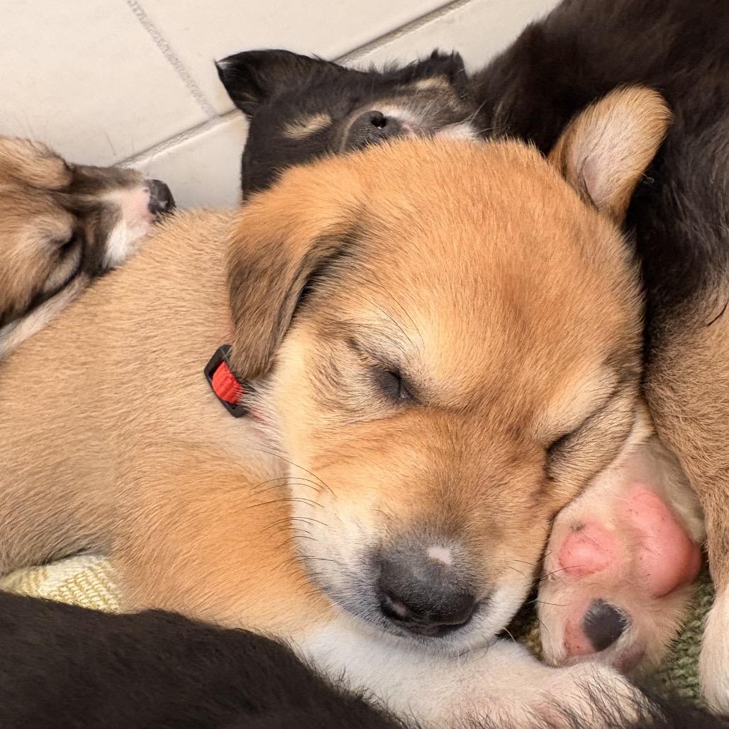 Sweet Pea, Adoptable, Puppy Female Mixed Breed.