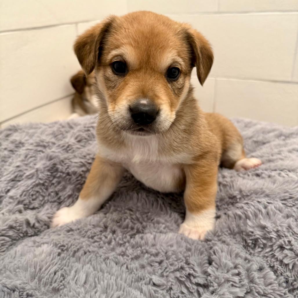 Sweet Pea, a Adoptable Mixed Breed in Bellingham, WA image 2/5