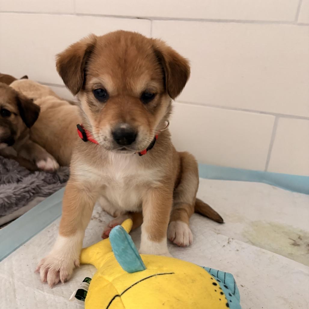 Sweet Pea, a Adoptable Mixed Breed in Bellingham, WA image 3/5