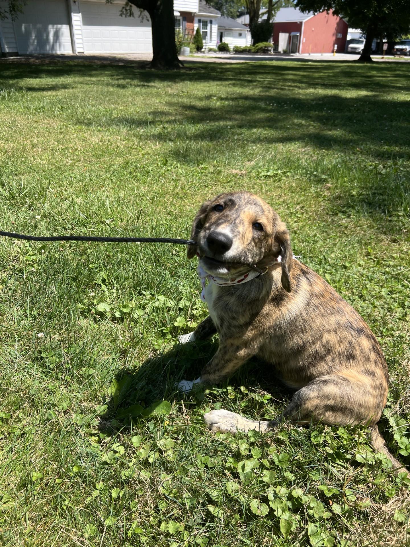Enlarge Kiwi, a Adopted mixed breed in Upper Sandusky, OH image 3/3