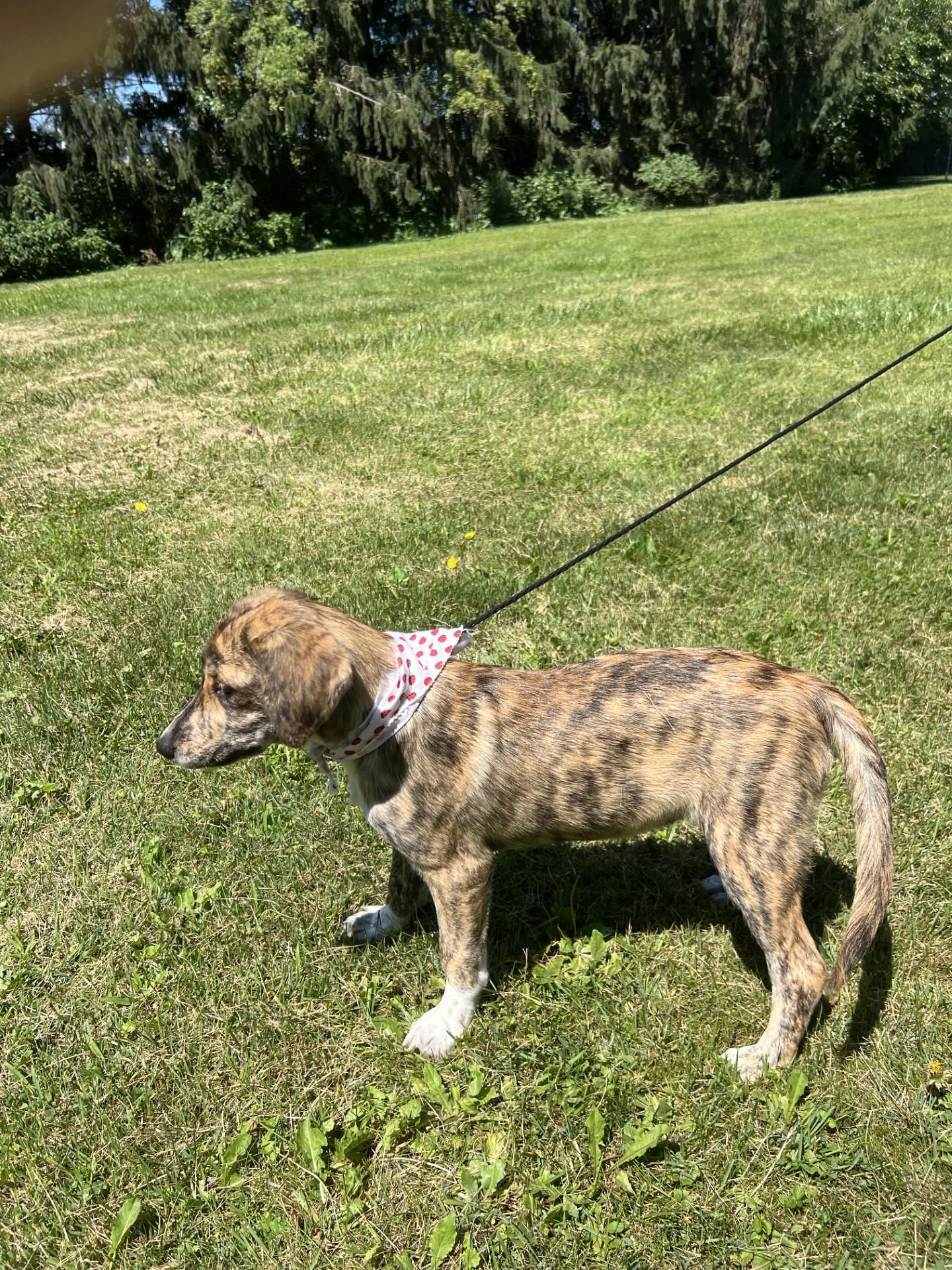 Enlarge Kiwi, a Adopted mixed breed in Upper Sandusky, OH image 2/3