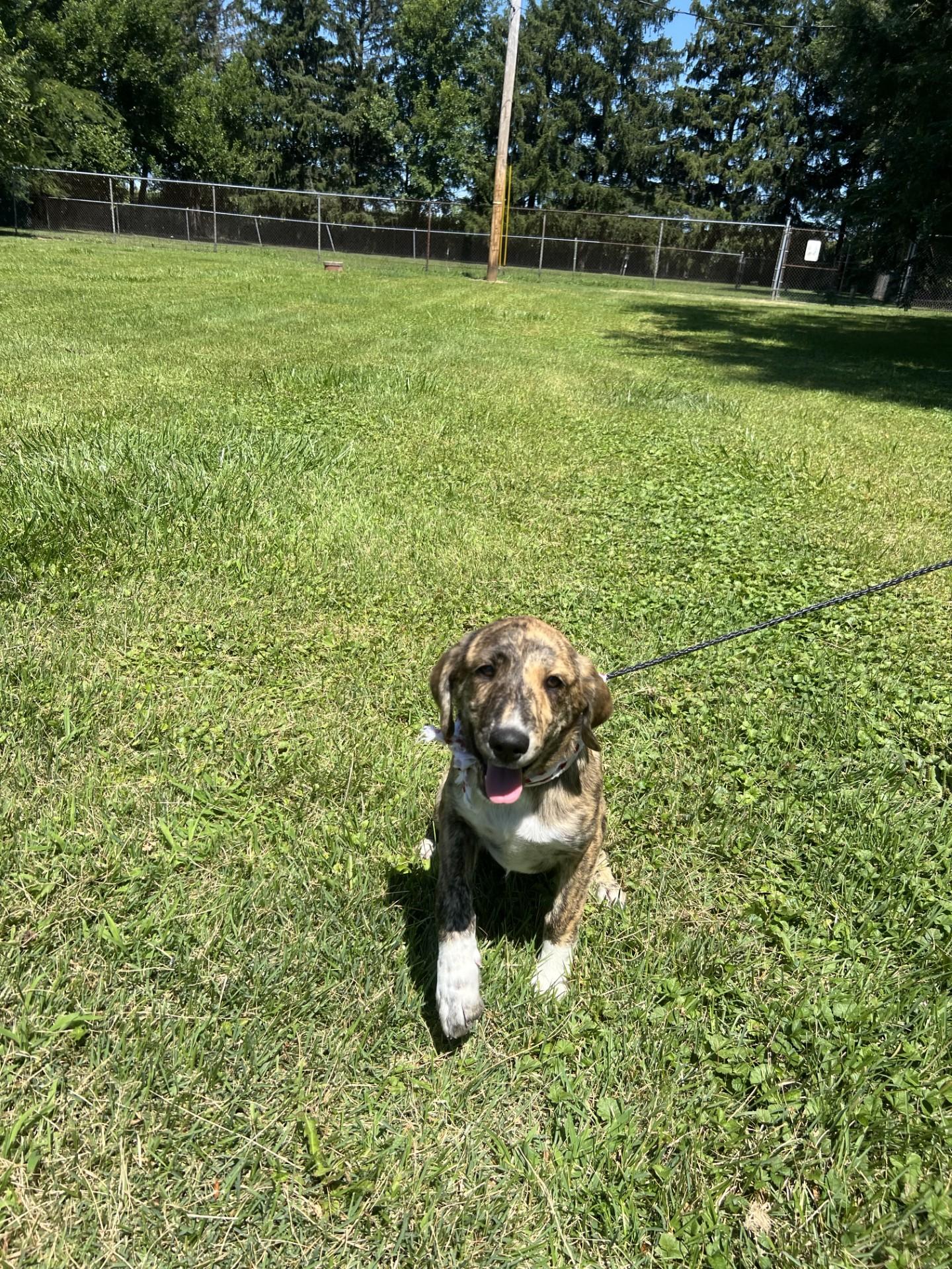 Kiwi, Adopted, Young Female Mountain Cur & Collie.