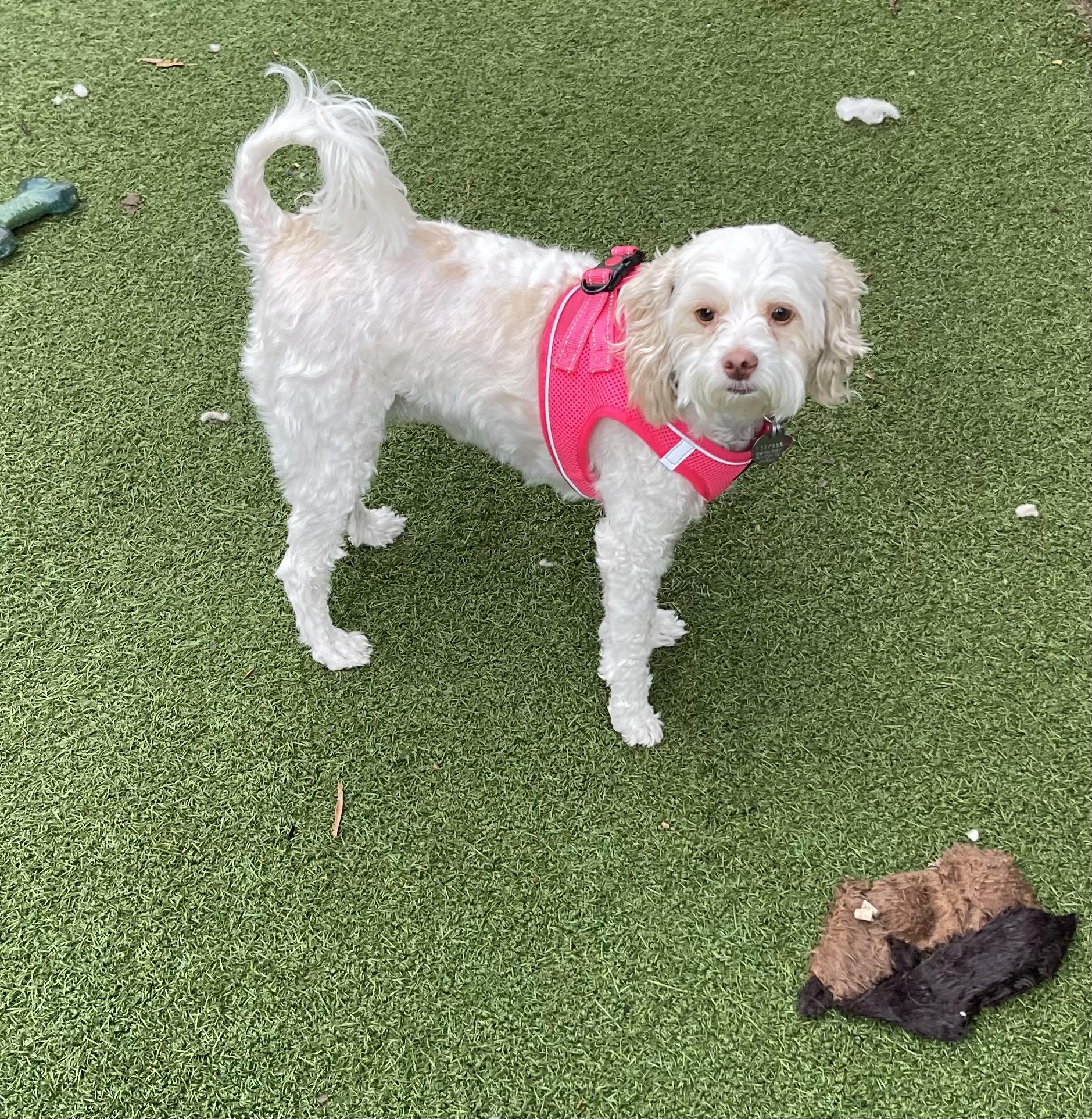 Bae, a Adoptable Maltipoo in Chandler, AZ image 2/5