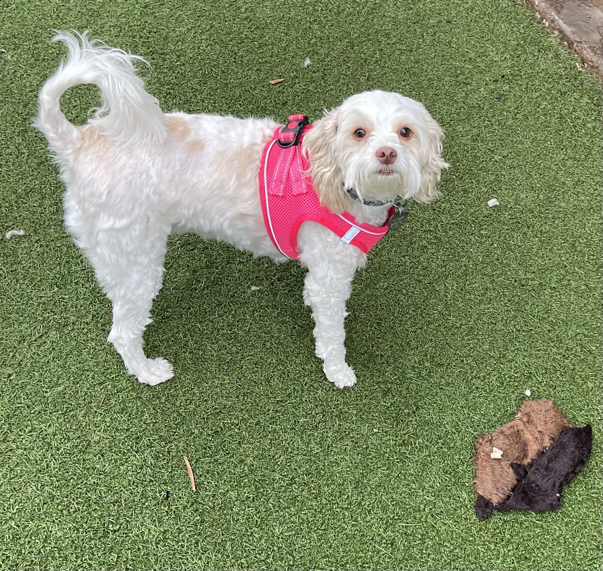Bae, a Adoptable Maltipoo in Chandler, AZ image 3/5