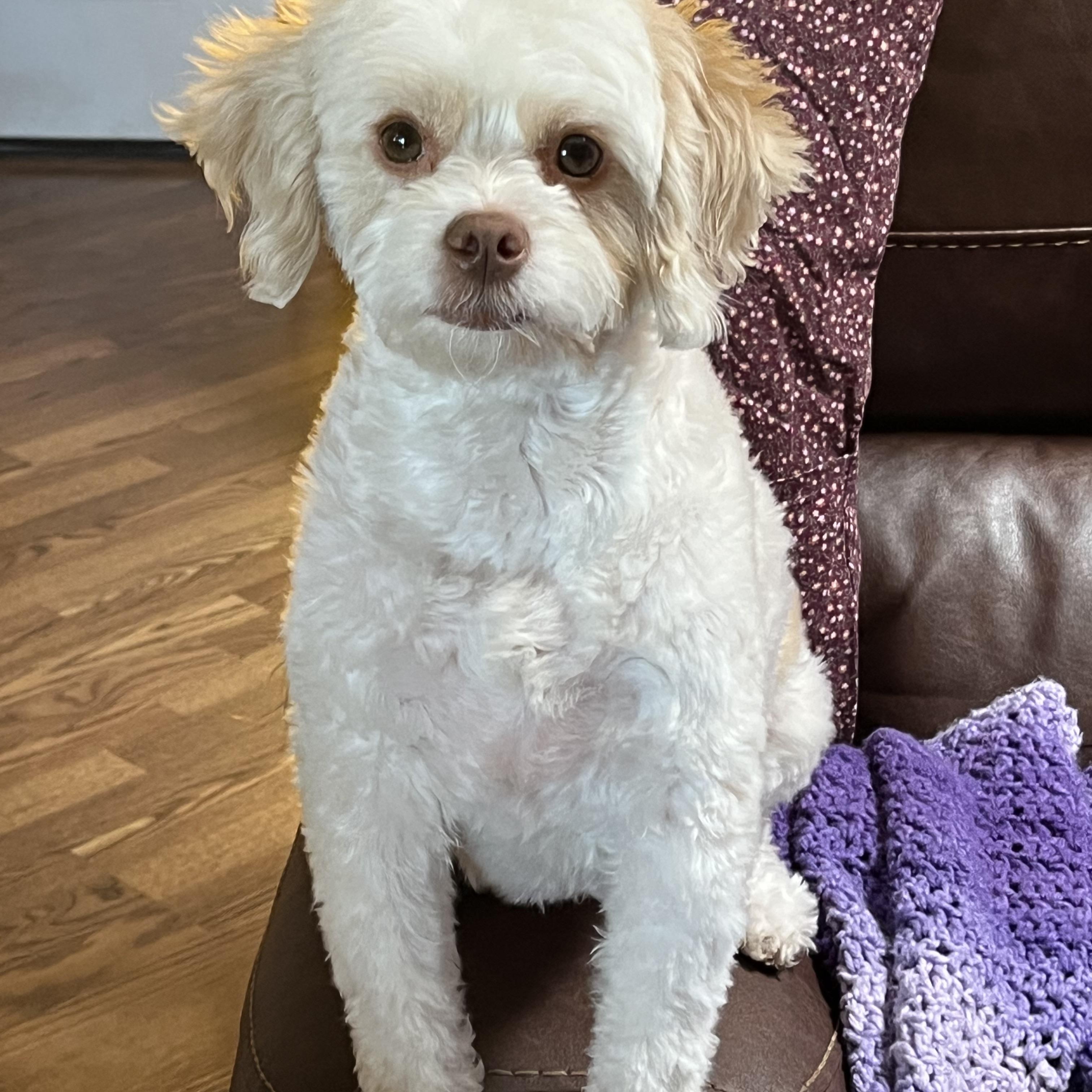 Bae, a Adoptable Maltipoo in Chandler, AZ image 4/5