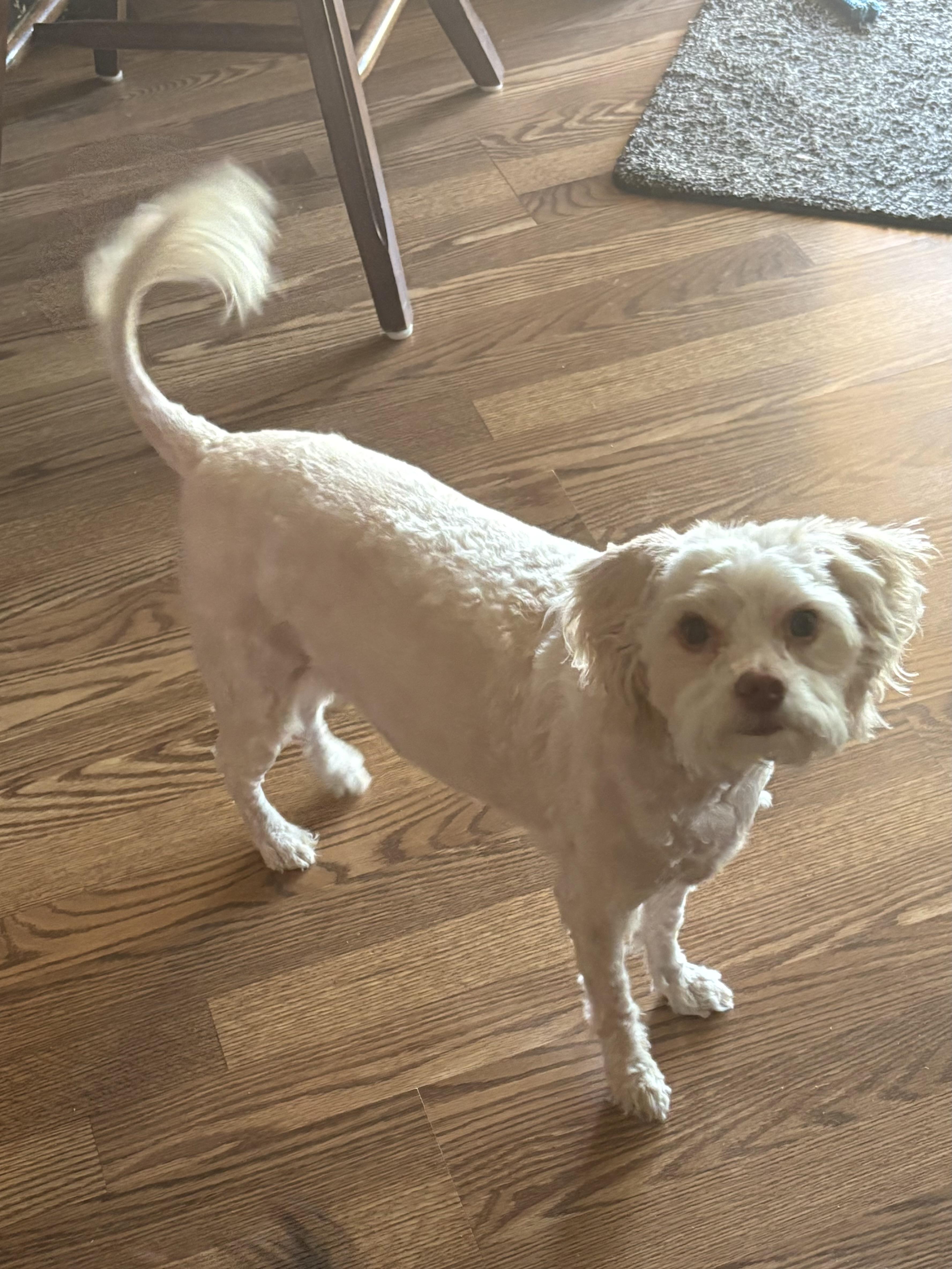 Bae, a Adoptable Maltipoo in Chandler, AZ image 5/5