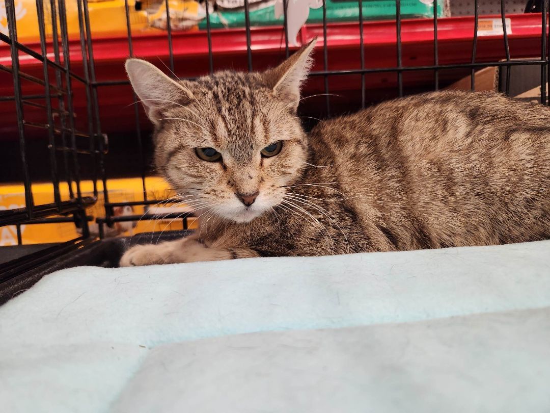 Enlarge Rosa, a Adoptable Domestic Short Hair in East Orange, NJ image 4/5