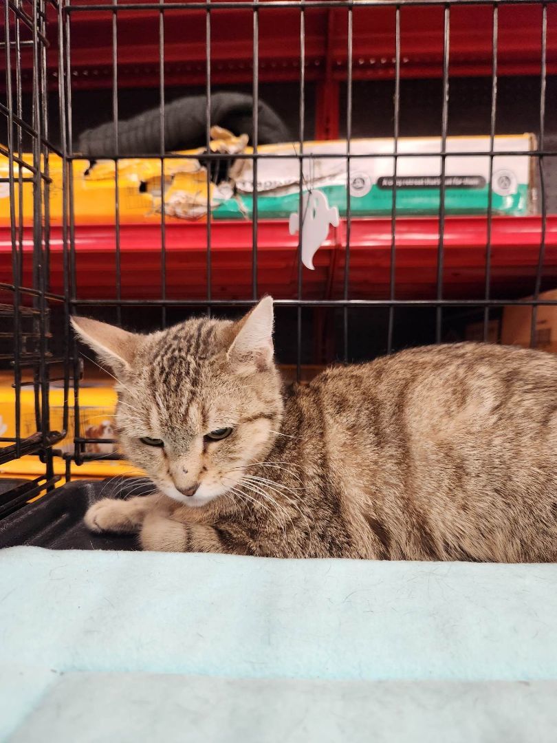 Enlarge Rosa, a Adoptable Domestic Short Hair in East Orange, NJ image 5/5