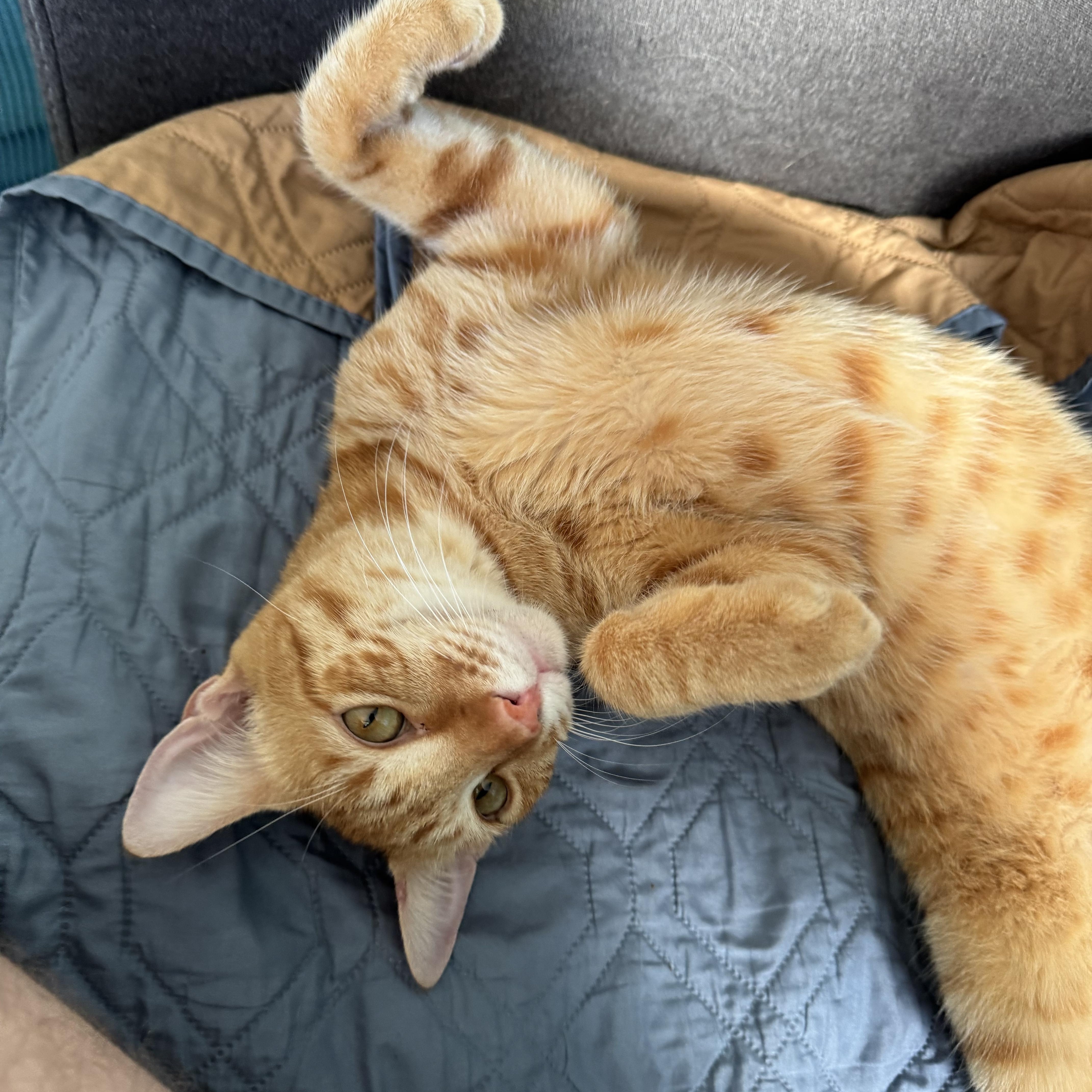 Marshall, a Adoptable Domestic Short Hair in Aiea, HI image 2/3