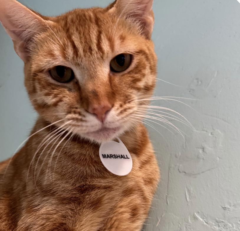 Marshall, Adoptable, Young Male Domestic Short Hair.