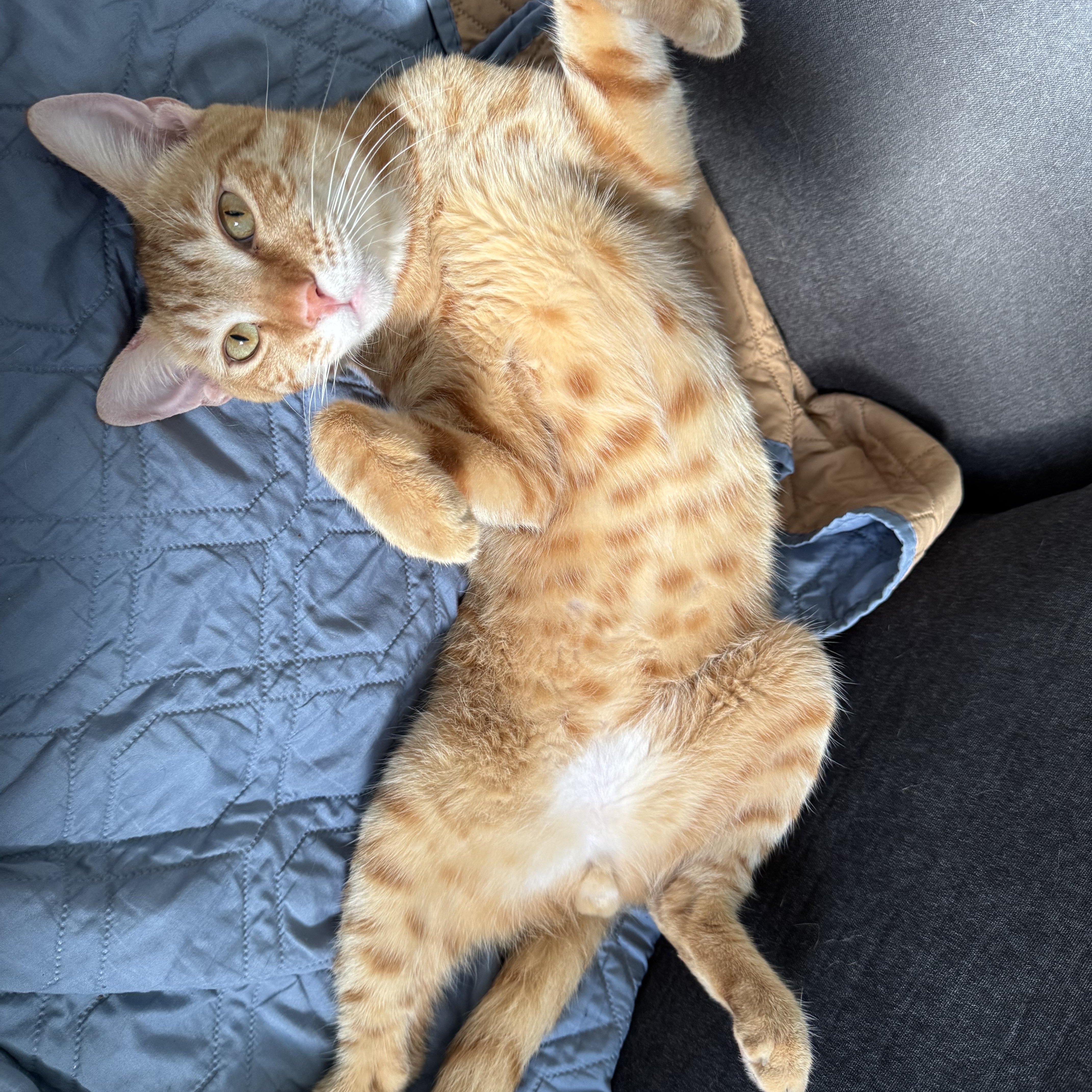 Marshall, an adoptable Domestic Short Hair in Aiea, HI, 96701 | Photo Image 3