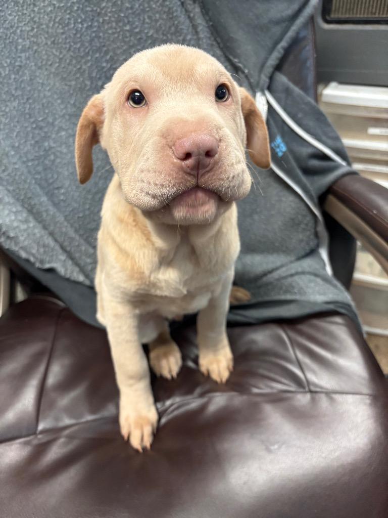 Argyle, Adoptable, Puppy Male Shar-Pei & Labrador Retriever.