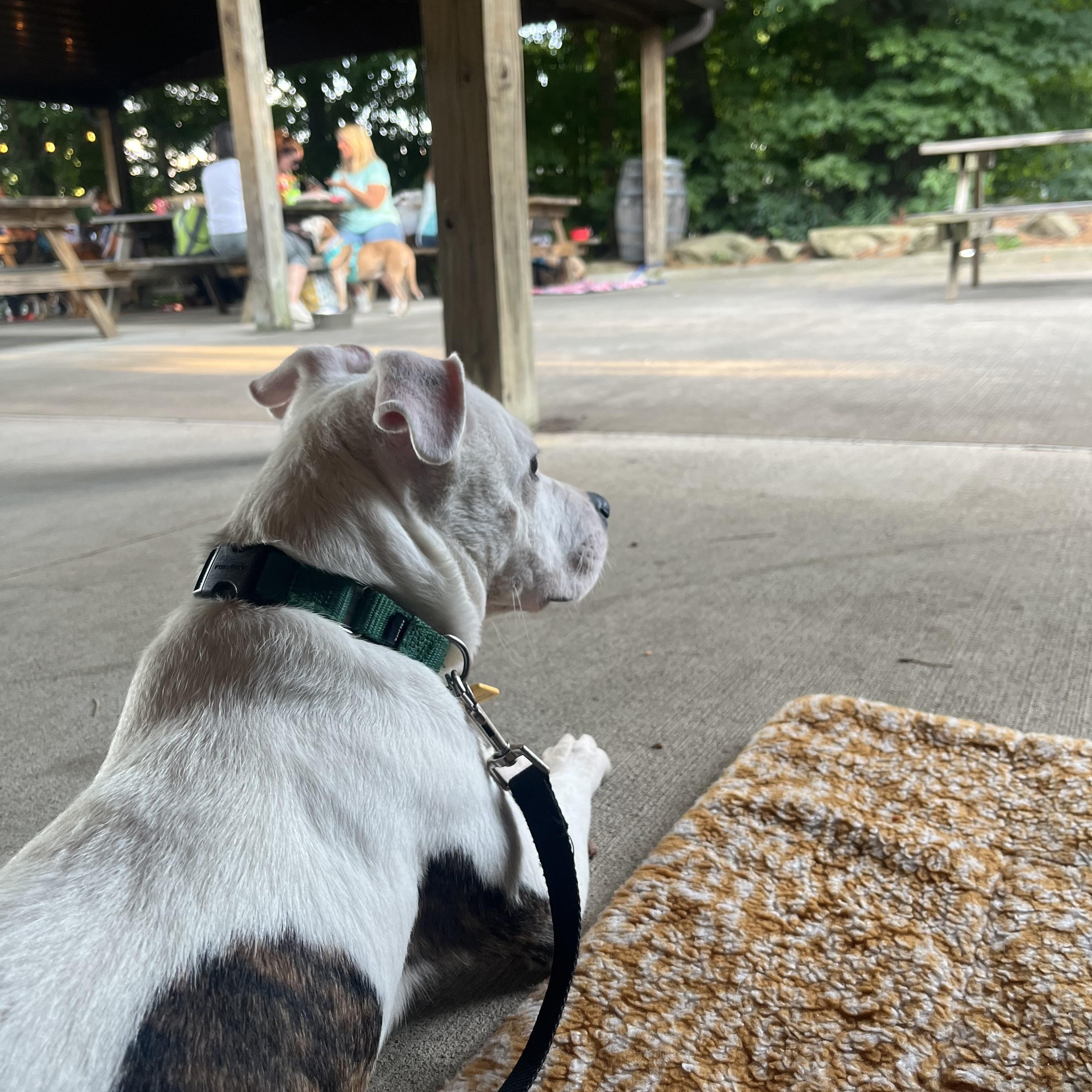 Enlarge Oliver, a Adopted mixed breed image 6/6